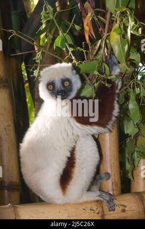 Coquerel Sifaka (Propithecus Coquereli), endemisch, Madagaskar Stockfoto