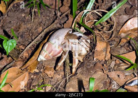 Erdeinsiedlerkrebs (Coenobita sp.), Nosy Mangabe, Maroantsetra, Madagaskar Stockfoto