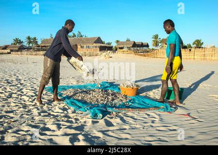 Madagassischen Fischer Sammlung getrockneter Fisch am Strand, Morondava, Provinz Toliara, Madagaskar Stockfoto