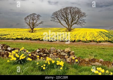 KINNEFF STONEHAVEN ABERDEENSHIRE SCHOTTLAND ALTE STEINMAUER BÄUME UND EIN GRAUER HIMMEL ÜBER FELD VON GELBEN NARZISSEN IM FRÜHJAHR Stockfoto