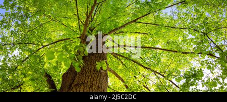 Alter riesiger Lindenbaum mit frischem, jungen Laub. Stockfoto