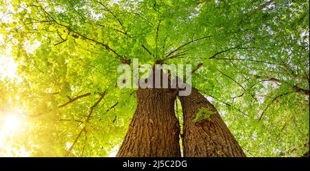 Alter riesiger Lindenbaum mit frischem, jungen Laub. Stockfoto