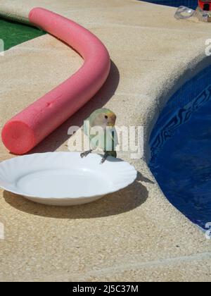 Der vertrauensvolle gelb-grüne Wellensittich sitzt auf einem Tellerrand neben einem Pool. Eine rote Schwimmnudel im Hintergrund Stockfoto