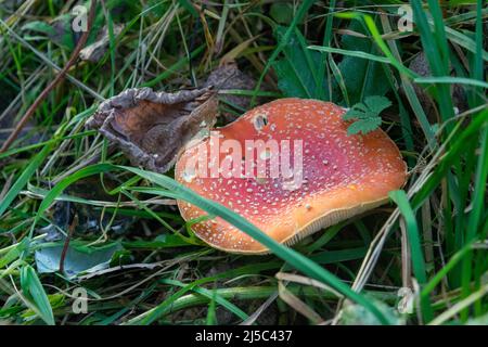 Ein giftiger und halluzinogener Pilz Fliegen Sie agarisch im Gras vor dem Hintergrund eines Herbstwaldes. Rote giftige Pilze aus der Nähe in der Nat Stockfoto