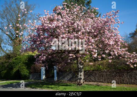 Pink Cherry Blossom, West Argyll Street, Helensburgh, Schottland Stockfoto