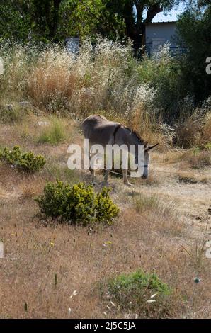 Kleiner Esel grast auf einer Weide an einer Leine gebunden an den sonnigen Tag (Rhodos, Griechenland) Stockfoto