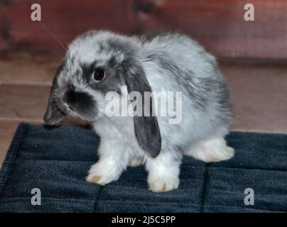 Graues und weißes Mini Lop Rabbit Doe Kit (9 Wochen) Stockfoto