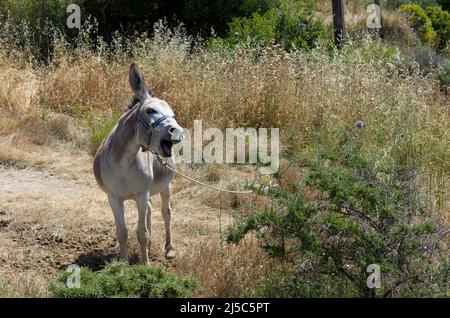 Ein inländischer männlicher Esel öffnet seinen Mund und schreit an einer Leine neben einem Dornbusch (Rhodos, Griechenland) Stockfoto