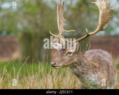 Ein wunderschönes Porträt eines Damhirsches, Dunham Massey, Cheshire, Großbritannien Stockfoto