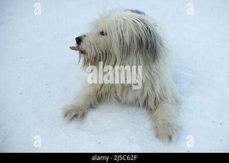 Hund zeigt seine Zunge. Haustiere auf dem Weg. Tier liegt im Schnee. Sprache des Tieres. Stockfoto