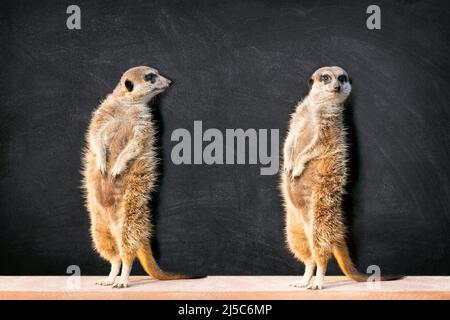 Portrait von zwei Erdmännchen, die im Klassenzimmer stehen und wachsam gegen eine Tafel mit Platz für Kopien schauen. Lustiges „Back to School“-Konzept. Stockfoto