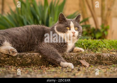 Niedliche grau-weiße Katze rast auf der Wiese Stockfoto