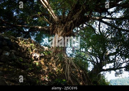 Ein großer Stamm von Feigenbaum in einem Tempelhof in Indien. Auch Peepal oder Bodhi-Baum genannt. Stockfoto