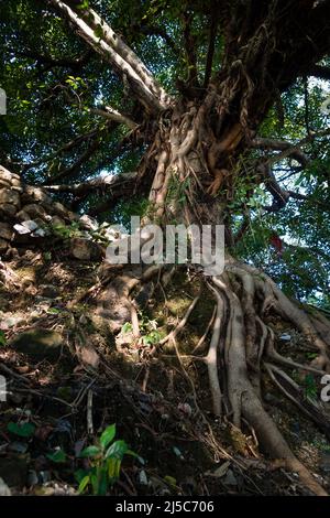 Ein großer Stamm von Feigenbaum in einem Tempelhof in Indien. Auch Peepal oder Bodhi-Baum genannt. Stockfoto