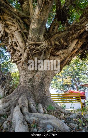 Ein großer Stamm von Feigenbaum in einem Tempelhof in Indien. Auch Peepal oder Bodhi-Baum genannt. Stockfoto