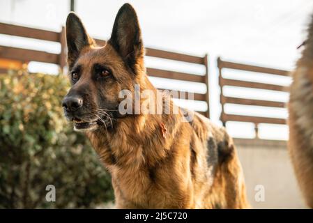 Deutsches Schäferhund-Portrait auf der Wiese Stockfoto