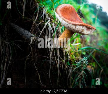 Eine Vielzahl von großen Russula-Pilzen, die aus einer Baumbasis hervorgehen. Nördliche Himalaya-Region Indiens. Stockfoto