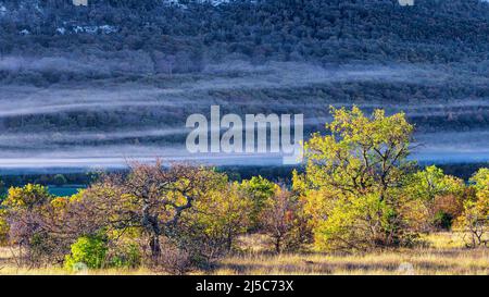 Forêt Domanial de la Sainte Baume, Plans D'aups, Var Frankreich Stockfoto