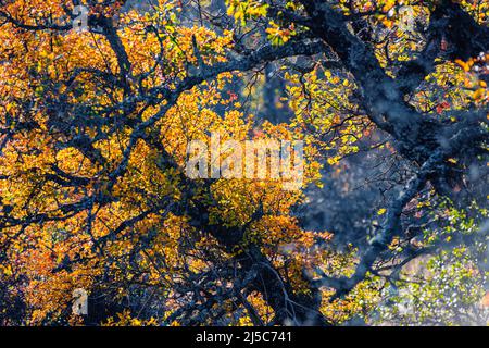 Chêne pubecent en Automne la Sainte baume Var Frankreich Stockfoto