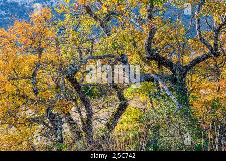 Chêne pubecent en Automne la Sainte baume Var Frankreich Stockfoto