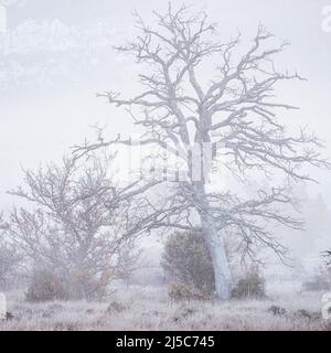 Chêne Pubescent en Automne sous la Brume Massif de la st Baume Var Frankreich Stockfoto