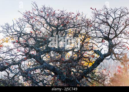 Chêne pubescent en Automne sous la Brume St baume Var Frankreich 83 Stockfoto