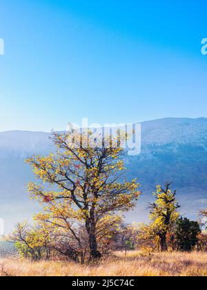 Chêne-Pubescent En Automne Sous la Brume St. Baume-Var-Frankreich Stockfoto