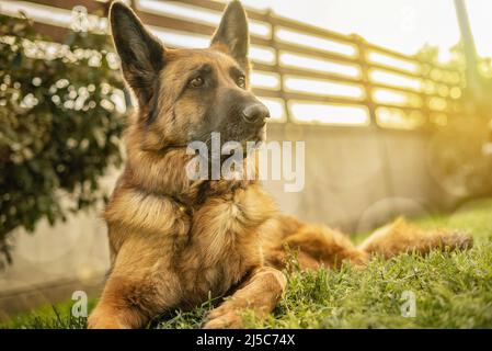 Deutsches Schäferhund-Portrait auf der Wiese Stockfoto