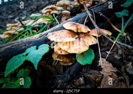 Honigpilz, Armillaria Pilz wächst im Wald der himalaya-Region in Indien. Stockfoto