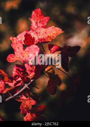 feuille d'érables, forêt domaniale de la Sainte-Baume, Var Frankreich 83 Stockfoto