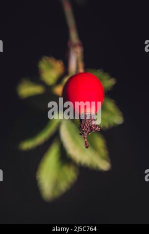 Baies d'aubépine Domanial automne Forêt de la St Baume Frankreich 83 Stockfoto