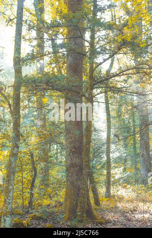 Forêt domanial de la Sainte Baume Var Frankreich 83 Stockfoto