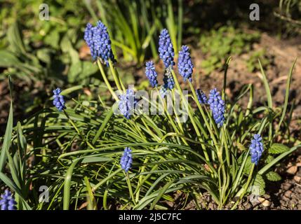 Traubenhyazinthen - Muscari. Ausdauernde bauchige Pflanzen, die in Eurasien heimisch sind und Spitzen aus blauen, urnenförmigen Blüten produzieren, die Trauben ähneln. Stockfoto