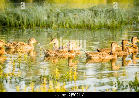 Im Teichwasser des Naturparks schwimmt eine kleine Herde wilder Enten entspannt. Stockfoto