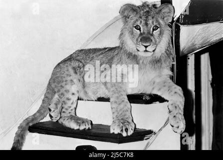 Ein Löwe namens Christian London. VEREINIGTES KÖNIGREICH. 1970. Auf der Ladentreppe in Sophistocat in Kings Road Chelsea & ging zurück nach Afrika. Stockfoto