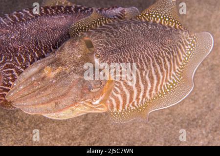 Der gemeine Tintenfisch oder europäische gemeine Tintenfisch (Sepia officinalis) ist eine der größten und bekanntesten Tintenfischarten, Männchen und Weibchen. Stockfoto