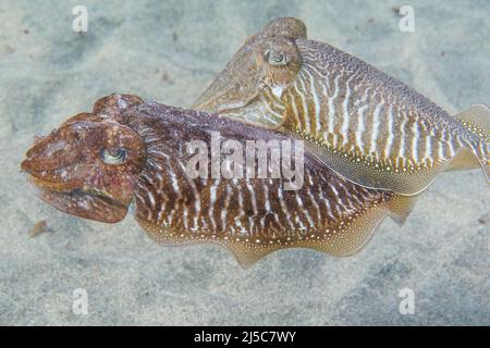 Der gemeine Tintenfisch oder europäische gemeine Tintenfisch (Sepia officinalis) ist eine der größten und bekanntesten Tintenfischarten, Männchen und Weibchen. Stockfoto