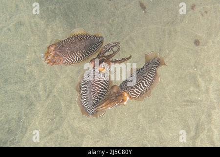 Der gemeine Tintenfisch oder europäische gemeine Tintenfisch (Sepia officinalis), zwei Männchen kämpfen um das Weibchen (links). Stockfoto