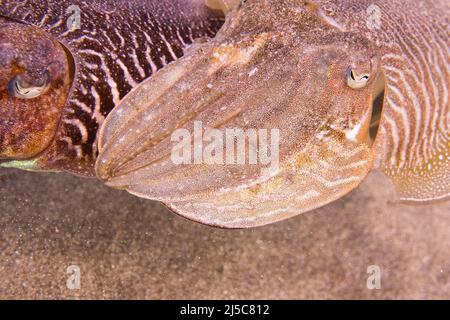 Der gemeine Tintenfisch oder europäische gemeine Tintenfisch (Sepia officinalis) ist eine der größten und bekanntesten Tintenfischarten, Männchen und Weibchen. Stockfoto