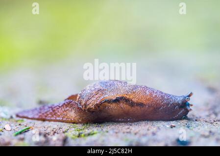 Insulivitrina lamarckii oder Plutonia lamarckii, eine Gasteropode, die auf den Kanarischen Inseln endemisch ist. Stockfoto