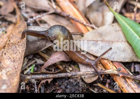 Insulivitrina lamarckii oder Plutonia lamarckii, eine Gasteropode, die auf den Kanarischen Inseln endemisch ist. Stockfoto