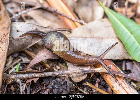 Insulivitrina lamarckii oder Plutonia lamarckii, eine Gasteropode, die auf den Kanarischen Inseln endemisch ist. Stockfoto