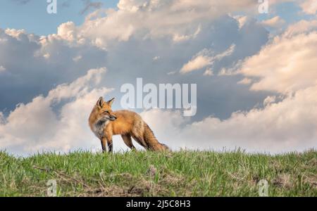 Rotfuchs, der im Frühling in Kanada auf einem grasbewachsenen Hügel steht Stockfoto