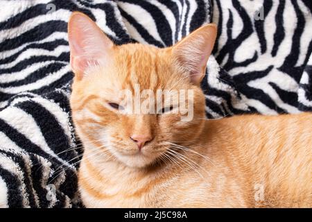 Kleines rotes Kätzchen auf dem Bettportrait Stockfoto