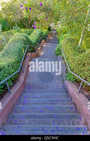 Außentreppe mit Metallgeländern und gefallenen Blütenblättern auf den Betonstufen. Park in San Francisco, Kalifornien mit topiary Büschen und Bäumen an der si Stockfoto