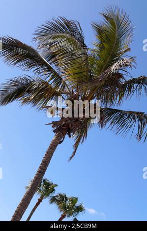 Kokospalme - Cocos nucifera - mit Kokosnüssen gegen einen blauen Himmel, windigen Tag. Lanzarote, Kanarische Inseln Stockfoto