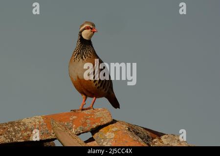 Rotbeinige Rebhuhn (Alectoris rufa) auf einem Dach Stockfoto