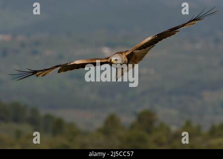 Rotmilan (Milvus Milvus) Stockfoto