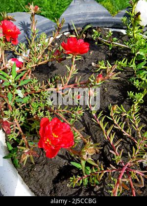 An einem sonnigen Sommertag blühen purslane, rot-weiße Blüten im Garten. Portulaca oleracea, gewöhnliches Purslane, kleines Schwalbenkraut, Pursley Stockfoto