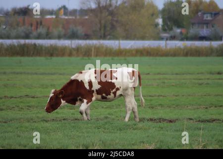 Weiß Rot von weißen schwarzen Frysian Holstein Kühen auf einer Wiese in den Niederlanden Stockfoto